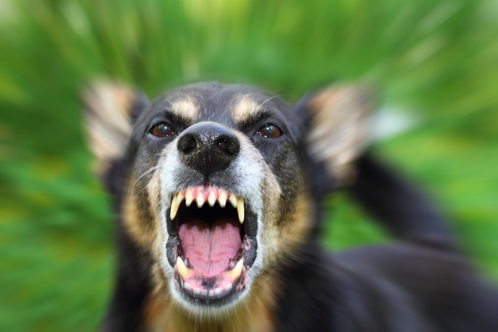 New Jersey Has Premises Liability Laws To Help Dog Bite Victims